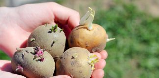 Секрет крупной и рассыпчатой картошки: правильная посадка и баланс удобрений - Сад и огород Проращивание помогает заранее увидеть качество посадочного материала. Крепкие короткие ростки дают более дружные всходы, а слабые и больные клубни проще отбраковать до посадки.