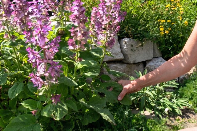 Кусты шалфея мускатного в саду Кусты шалфея мускатного в саду