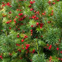 Тис ягодный (taxus baccata) Тис ягодный (taxus baccata)