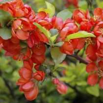 Хеномелес японский (chaenomeles japonica) Хеномелес японский (chaenomeles japonica)