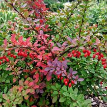 Барбарис Тунберга (berberis thunbergii) Барбарис Тунберга (berberis thunbergii)