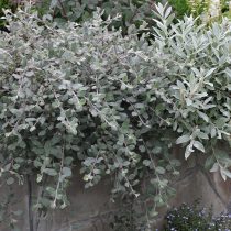 Стелющиеся ивы (salix) Стелющиеся ивы (salix)