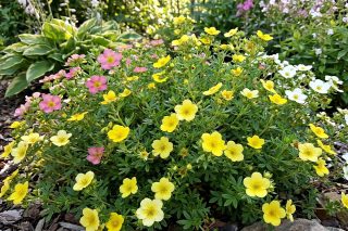 Лапчатка кустарниковая (potentilla fruticosa) Лапчатка кустарниковая (potentilla fruticosa)