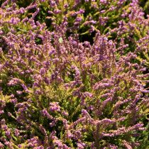 Вереск «Х. Э. Бил» (Calluna vulgaris ‘H.E. Beale’)