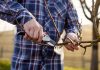 Весенняя обрезка плодового сада — как избежать ошибок?