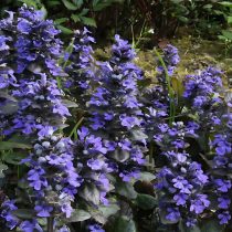 «Кэтлинс Джайент» (Ajuga reptans ‘Catlin’s Giant’)