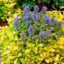 «Фэзеред Френдс Тропикал Тукан» (Ajuga reptans ‘Feathered Friends Tropical Toucan’)