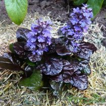 «Блэк Скэллоп» (Ajuga reptans ‘Black Scallop’)