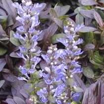 Живучку узколистную (Ajuga tenorei)