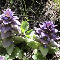 Живучка пирамидальная (Ajuga pyramidalis)