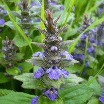 Живучка мохнатая или женевская (Ajuga genevensis)