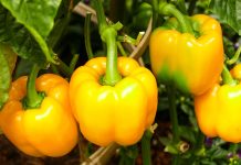 Чем подкормить перец для хорошего урожая?