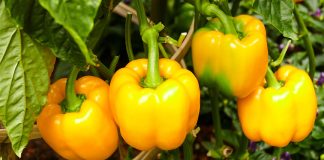 Чем подкормить перец для хорошего урожая? - Блоги компаний Чем подкормить перец для хорошего урожая?