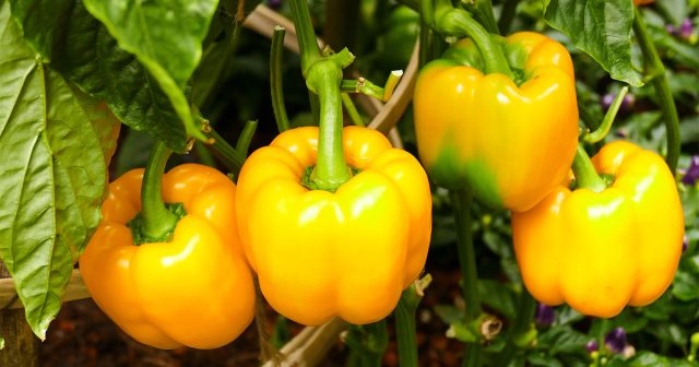 Чем подкормить перец для хорошего урожая?
