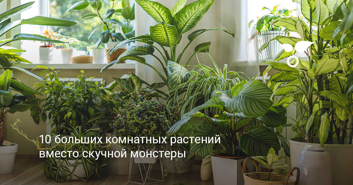 коллекция больших комнатных растений в просторной светлой комнате