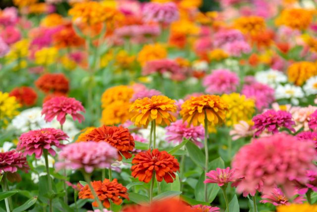 Цинния (Zinnia elegans) любит солнце и тёплые места, поэтому в жарком цветнике держится заметно лучше многих нежных летников. Цинния (Zinnia elegans) любит солнце и тёплые места, поэтому в жарком цветнике держится заметно лучше многих нежных летников.