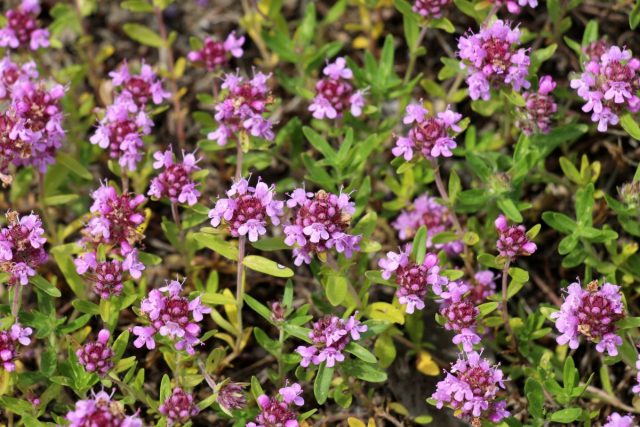 Тимьян ползучий (Thymus serpyllum) Тимьян ползучий (Thymus serpyllum)
