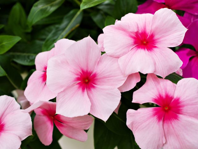 Катарантус (Catharanthus roseus) подходит для жарких мест, где хочется получить аккуратный цветущий куст без постоянной возни. Катарантус (Catharanthus roseus) подходит для жарких мест, где хочется получить аккуратный цветущий куст без постоянной возни.