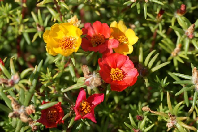 Портулак крупноцветковый (Portulaca grandiflora) Портулак крупноцветковый (Portulaca grandiflora)