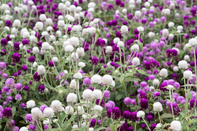 Гомфрена (Gomphrena globosa) Гомфрена (Gomphrena globosa)