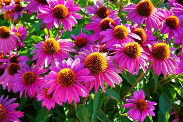 Эхинацея пурпурная (Echinacea purpurea) Эхинацея пурпурная (Echinacea purpurea)