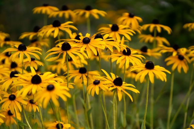 Рудбекия (Rudbeckia fulgida, Rudbeckia hirta) Рудбекия (Rudbeckia fulgida, Rudbeckia hirta)
