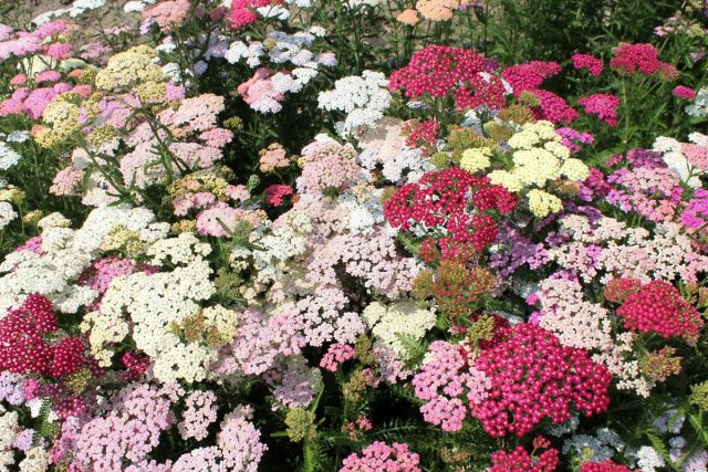 Тысячелистник (Achillea millefolium и садовые формы) Тысячелистник (Achillea millefolium и садовые формы)