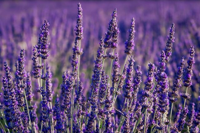 Лаванда узколистная (Lavandula angustifolia) Лаванда узколистная (Lavandula angustifolia)