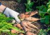 11 ошибок, из-за которых ваша морковь вырастет мелкой, несладкой и «рогатой» - Блоги компаний 11 ошибок, из-за которых морковь вырастет мелкой, «рогатой» и несладкой