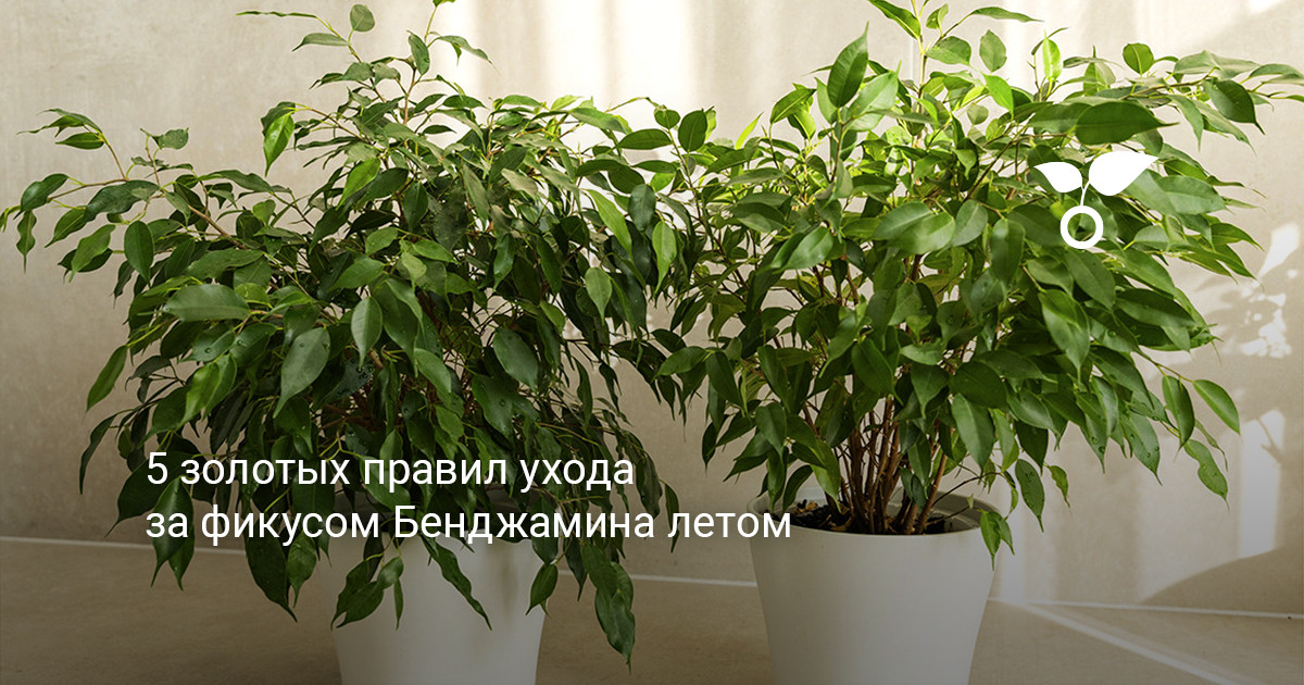Общий вид взрослого фикуса Бенджамина с раскидистой кроной