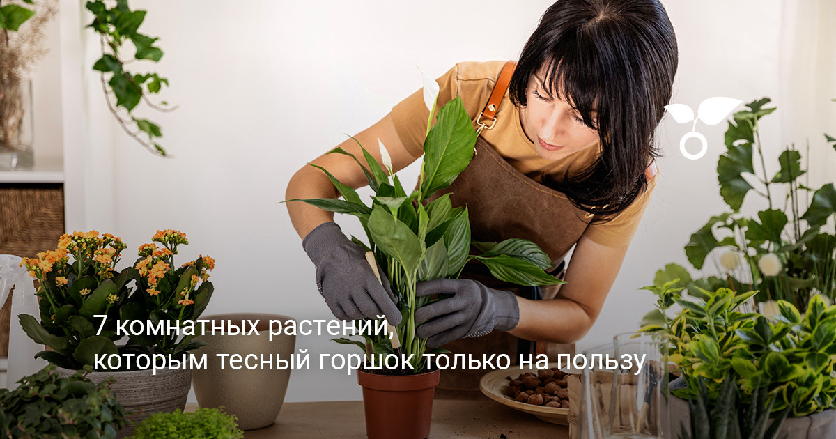 Комнатные цветы, предпочитающие тесные горшки Коллекция комнатных растений в аккуратных горшках на полке