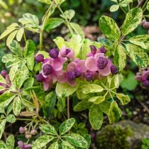 Акебия Variegata Акебия Variegata