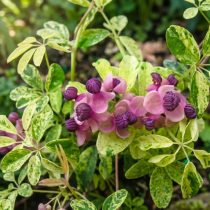Акебия Variegata Акебия Variegata
