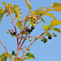 Черника обыкновенная или миртолистная (Vaccinium myrtillus)