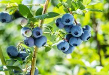 Черника или голубика? Как отличить и вырастить вкусную ягоду на даче