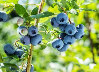 Черника или голубика? Как отличить и вырастить вкусную ягоду на даче