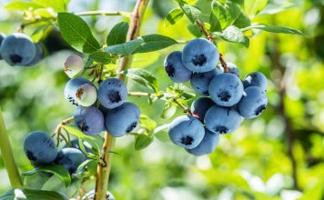 Черника или голубика? Как отличить и вырастить вкусную ягоду на даче