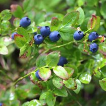 Черника кавказская (Vaccinium arctostaphylos)