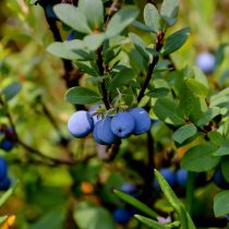 Голубика обыкновенная, она же топяная или болотная (Vaccinium uliginosum)