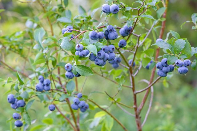Голубика высокорослую, или вакциниум щитковый  (Vaccinium corymbosum)
