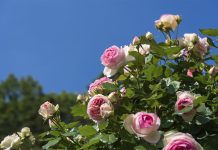 Что учитывать в соседстве с розами: растения, которые помогают, и те, что мешают