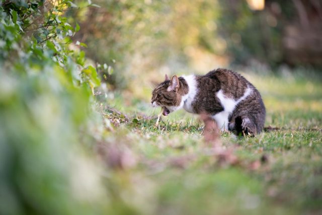 Рвота у кота Рвота у кота