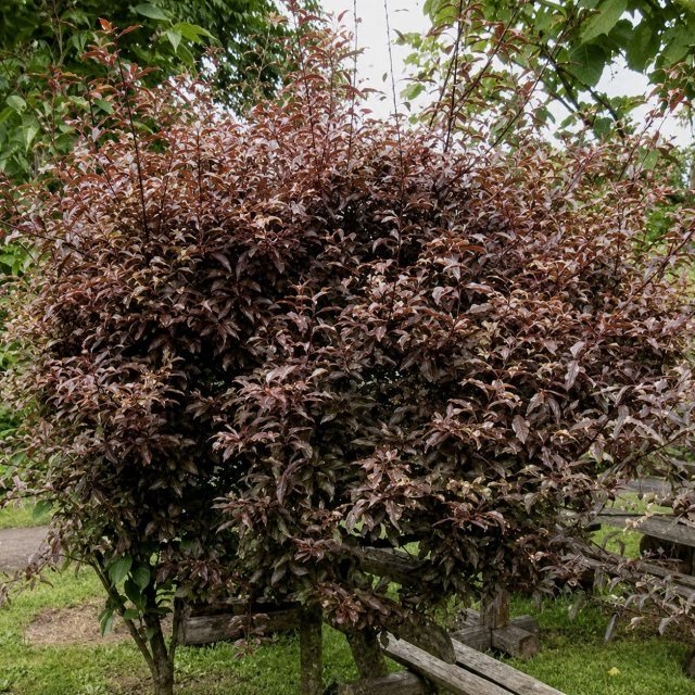 «Хессея» (Prunus cerasifera ‘Hessei’) «Хессея» (Prunus cerasifera ‘Hessei’)