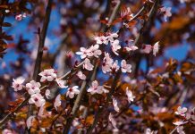 Декоративные сливы для украшения сада: самые красивые виды и сорта