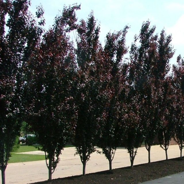 «Кримсон Пойнт» (Prunus cerasifera ‘Crimson Pointe’) «Кримсон Пойнт» (Prunus cerasifera ‘Crimson Pointe’)