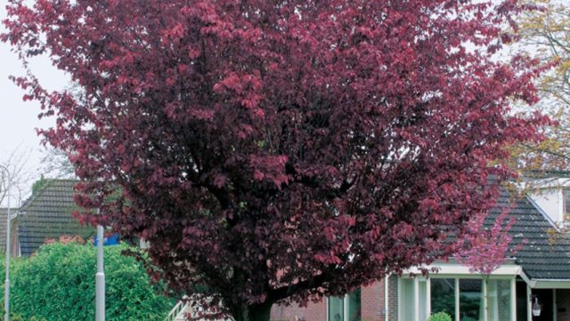 «Вуди» (Prunus cerasifera ‘Woodii’) «Вуди» (Prunus cerasifera ‘Woodii’)