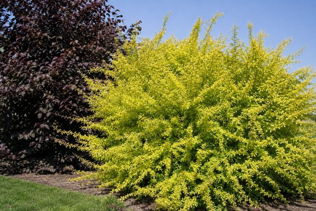 «Злоты Облок» (Prunus cerasifera ‘Złoty Obłok’) «Злоты Облок» (Prunus cerasifera ‘Złoty Obłok’)