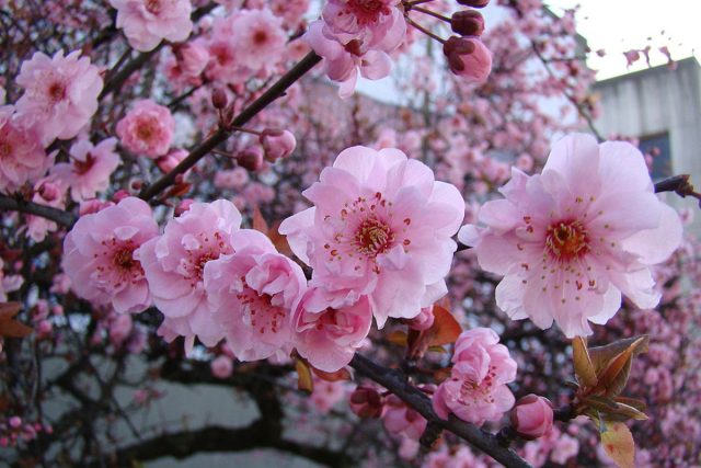 Слива блерейская (Prunus × blireiana) Слива блерейская (Prunus × blireiana)