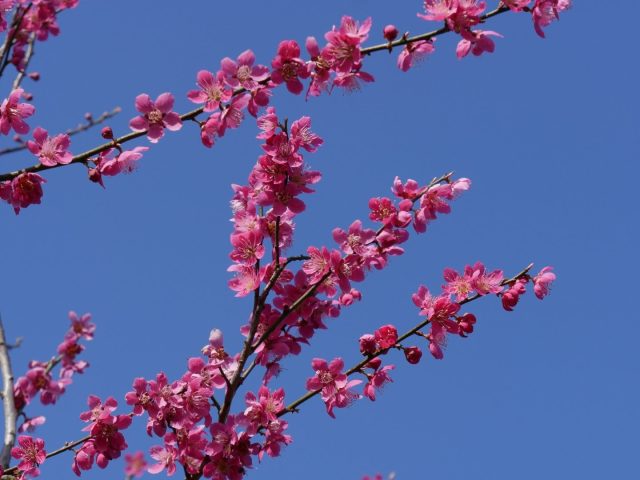 «Бени-ти-дори» (Prunus mume ‘Beni-chi-dori’) «Бени-ти-дори» (Prunus mume ‘Beni-chi-dori’)