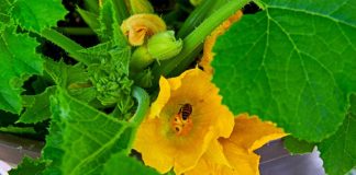 Кабачки цветут, а плодов нет: 7 причин пустоцвета и плохой завязи